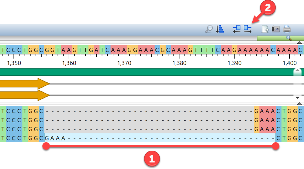 Edit gaps in a sequence - User Guide to MegAlign Pro - 17.6