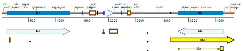 snapgene viewer sequence map linear circular snapgene viewer sequence map linear circular