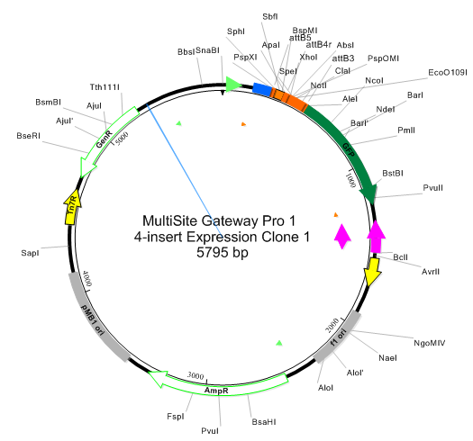 Try it! – MultiSite Gateway Pro cloning - User Guide to SeqBuilder Pro ...