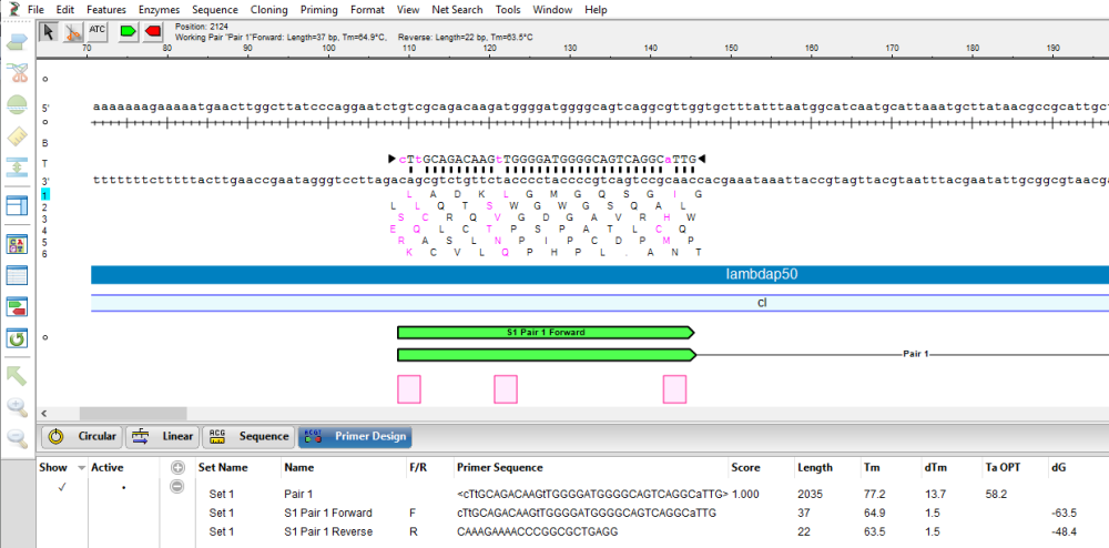 Site-Directed Mutagenesis - User Guide to SeqBuilder Pro - 17.3