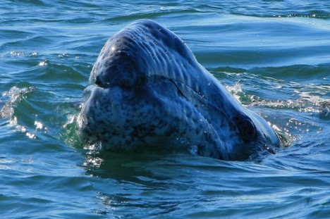 The Laguna San Ignacio Wetlands Complex in Mexico provides habitat for a myriad of threatened and endangered species. Image by Ryan Harvey (flickr).