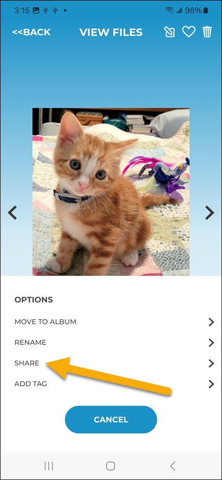 Share Android Kitten Share Android Kitten