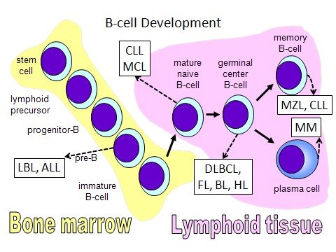 2018/2118: Hodgkin And Non-Hodgkin Lymphoma - Forms Instruction Manual - 1