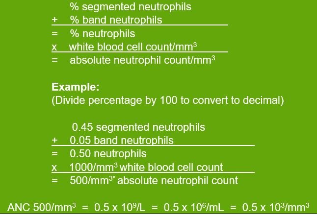 What is Absolute Neutrophil Count (ANC) and How is it Measured in Blood  Tests?