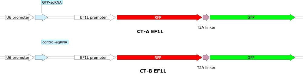 CRISPRuTest EF1L Vector Diagram CT-A EF1L and CT-B EF1L