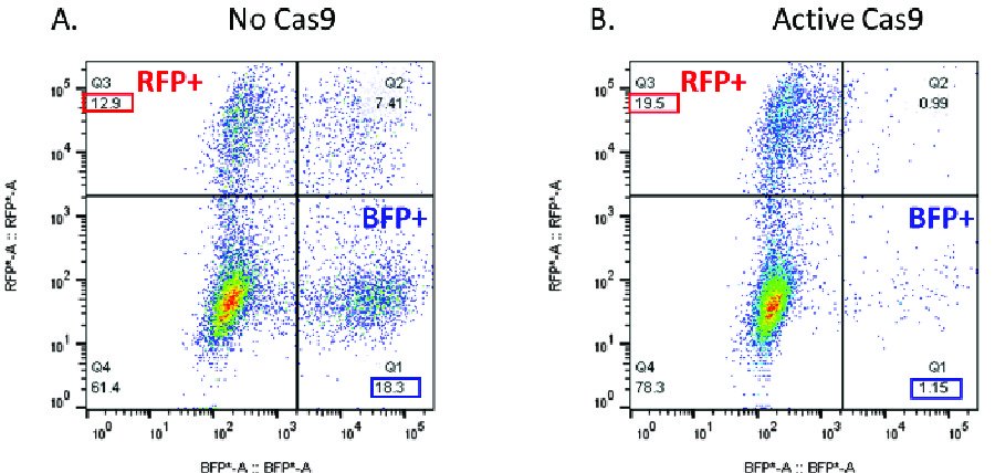 Example Flow Cytometry Scatter generated from a CRISPRtest_Blue experiment in MDA-MB-231 cells Example Flow Cytometry Scatter generated from a CRISPRtest_Blue experiment in MDA-MB-231 cells