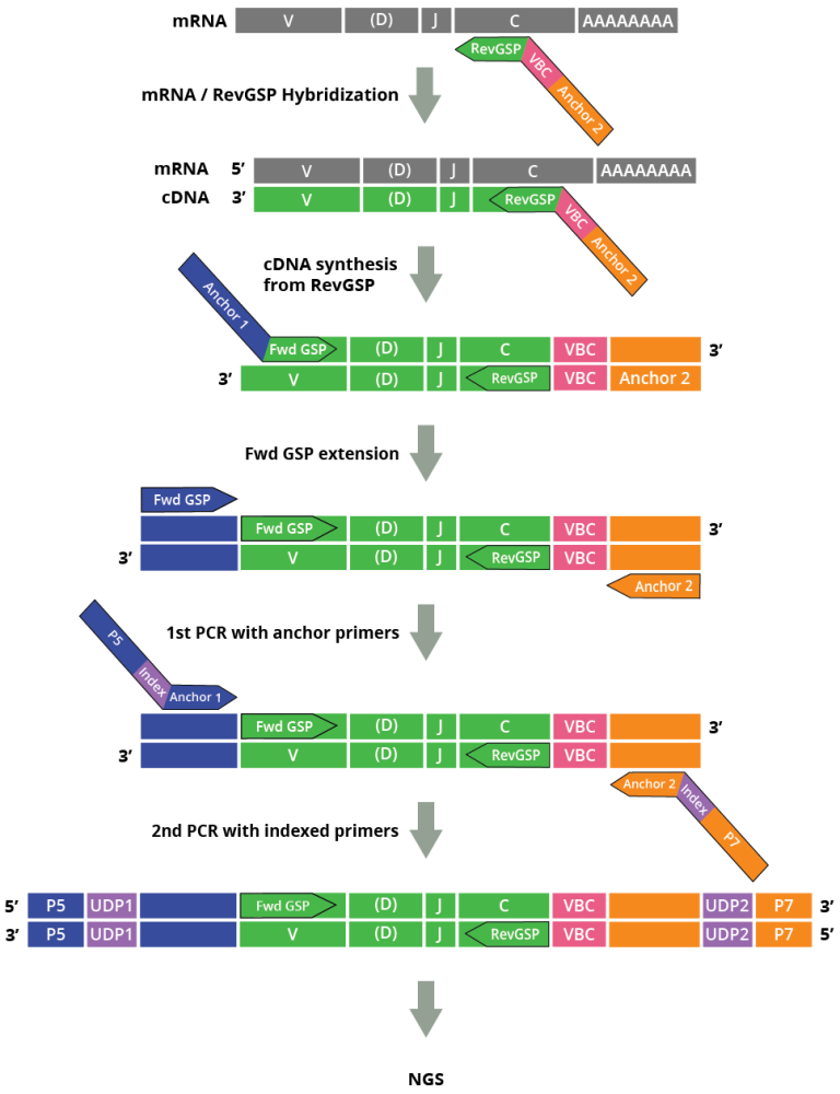 Fig. 2. Outline of DriverMap Multiplex RT-PCR Technology. Step 1: Reverse gene-specific primers (GSP) with VBC targeting all TCR and BCR C-region isoforms, are hybridized with mRNA and extended with reverse transcriptase. Step 2: Forward GSPs are annealed with cDNA template and extended by DNA polymerase. Step 3: In the first PCR step, anchored universal primers (AP1 and AP2) amplify CDR3 (or CDR1-CDR2-CDR3) cDNA fragments. Step 4: Second PCR amplifies CDR3 fragments using indexed primers. The indexed amplified products are then analyzed by NGS.