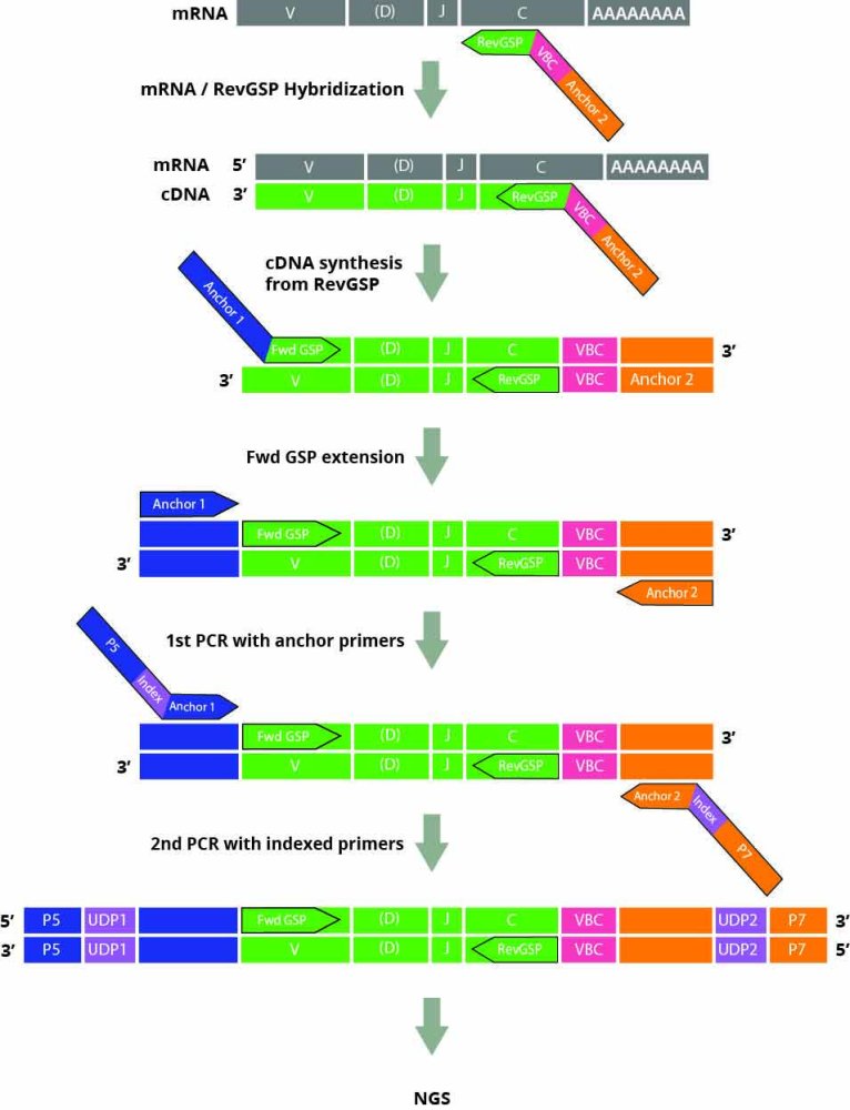 Fig. 2. Outline of DriverMap Multiplex RT-PCR Technology. Step 1: Reverse gene-specific primers (GSP) with VBC targeting all TCR and BCR C-region isoforms, are hybridized with mRNA and extended with reverse transcriptase. Step 2: Forward GSPs are annealed with cDNA template and extended by DNA polymerase. Step 3: In the first PCR step, anchored universal primers (AP1 and AP2) amplify CDR3 (or CDR1-CDR2-CDR3) cDNA fragments. Step 4: Second PCR amplifies CDR3 fragments using indexed primers. The indexed amplified products are then analyzed by NGS.