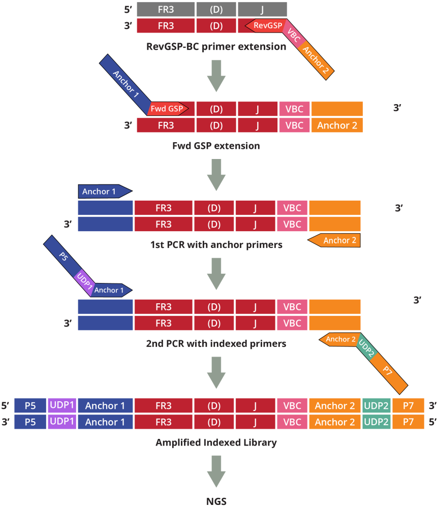 Fig.4. Outline of AIR DNA multiplex-PCR technology. Step 1: Reverse gene-specific primers (GSP) with VBC targeting TCR or BCR J-region isoforms (in separate reactions) are annealed to single, complementary DNA strand (top strand) and extended with DNA polymerase. Step 2: Forward GSPs are annealed to extended DNA template and, after extension by DNA polymerase generate CDR3 regions flanked on both sides by universal anchor sequences (AP1 and AP2). Step 3: In the first PCR step, anchored universal primers (AP1 and AP2) amplify CDR3 DNA fragments. Step 4: The second PCR step amplifies CDR3 fragments using indexed primers. The indexed amplified products (separately for TCR and BCR) are combined in equal amounts and analyzed by NGS.