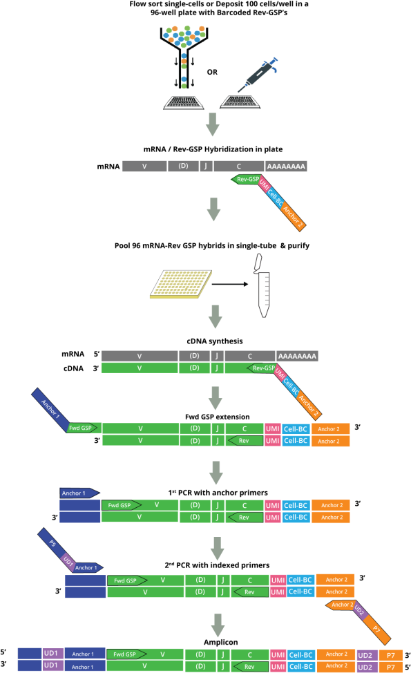 Fig. 1. Outline of DriverMap scAIR Chain Pairing assays for paired TCR/BCR chain analysis using combination of forward gene-specific primers (Fwd GSPs) designed for FR1 region and barcoded reverse gene-specific primers (Rev GSPs) designed for C region of immune receptor genes. TCR/BCR Rev-GSPs have 96 cell/well-specific barcodes (Cell-BC) and four validator barcodes (VBCs) to facilitate quantitative analysis of paired receptor chains. Anchor 1 and Anchor 2 are sequences of universal primers used in first amplification step. P5-UD1-Anchor1 and P7-UD2-Anchor2 are primers with Illumina UD indexes used in second PCR step.
