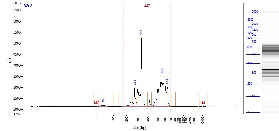 Fig 4: Fragment Analyzer Image of scAIR-TCR-Mark36 (top) and scAIR-BCR-Mark30 (bottom) Amplified Indexed Libraries from positive control RNAs.