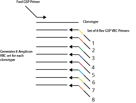 Fig 5. Quantitation and Accurate Validation Using Replicate Barcodes. To enhance the quantification and accuracy of repertoire profiling, we have developed a novel approach employing Validator Barcodes (VBCs). These consist of a redundant set of eight TCR/BCR reverse gene-specific primers (GSPs), each tagged with a unique barcode for both AIR-RNA and AIR-DNA assays. The VBCs are incorporated into cDNA/DNA during primer extension to create internal replicates, which are then amplified during PCR. The subsequent amplification steps yield eight replicate NGS libraries, each labeled with a distinct Validator Barcode. Analysis of the amplified products across the eight VBCs allows quantitative analysis of each receptor clonotype sequence while enabling the identification and exclusion of mutated sequence variants that may arise during PCR and NGS (error correction). Furthermore, rare receptor templates are only labeled by a subset of VBCs so they are easily identified, and they provide a basis for straightforward normalization and accurate estimation of the number of reads per molecule across different runs.