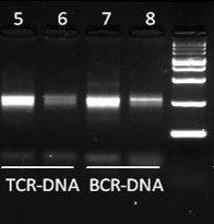Fig 6. The figure shows amplified products of AIR DNA Assays for TCR and BCR from 50 ng PBMC DNA. Lanes 5 and 7 use VBC tags, lanes 6 and 8 use UMIs. PCR conditions and cycles are the same in all reactions.